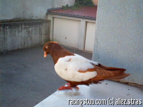 pigeon4-c2d05.jpg