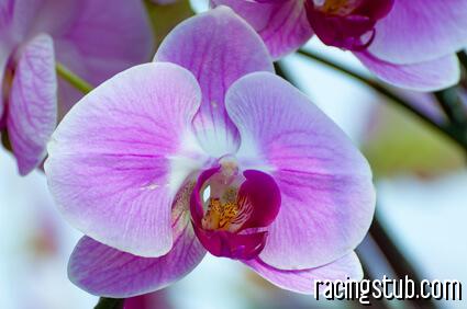 orchidee-phalaenopsis-rose.jpg