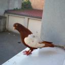 pigeon2-46d95.jpg