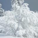 arbre-neige-4e2ce.jpg