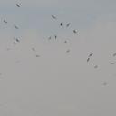 39-vautours-f626e.jpg