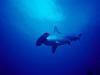 the-shark1252241351.jpg