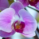 orchidee-phalaenopsis-rose.jpg