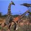 girafe-4425b.jpg