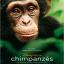 chimpanze--769-s-4ec95.jpg