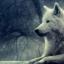 wolf-Animal_World_Wallpaper_1920x1080.jpg